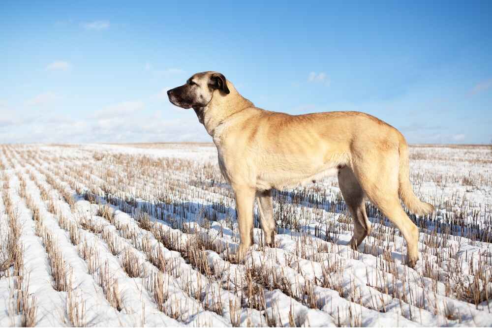 Анатолийская овчарка в поле зимой
