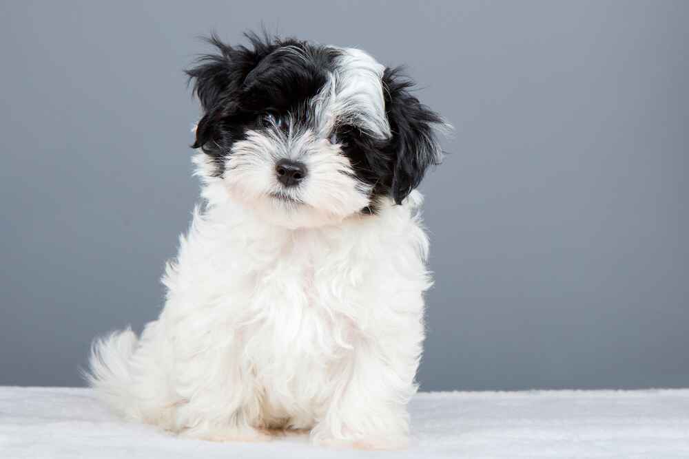 Портрет гаванского бишона