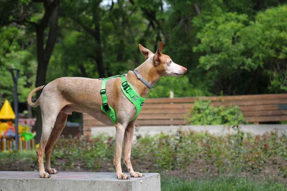 Изображениe — Чирнеко дель Этна в профиль Чирнеко дель Этна в профиль