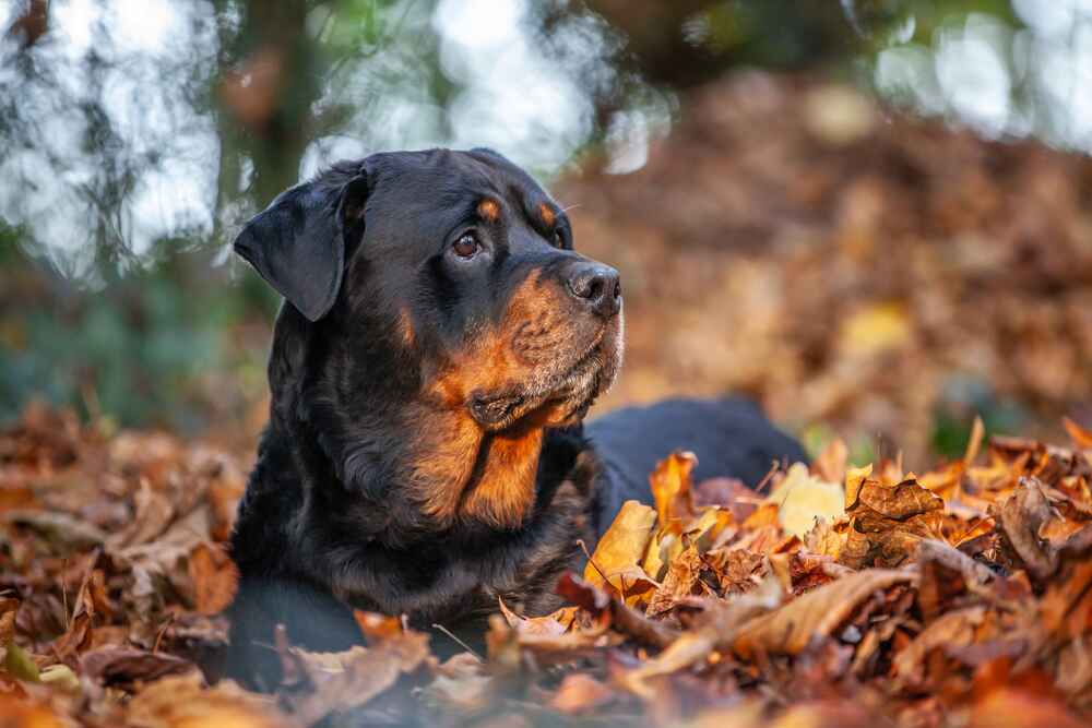 Ротвейлер в саду