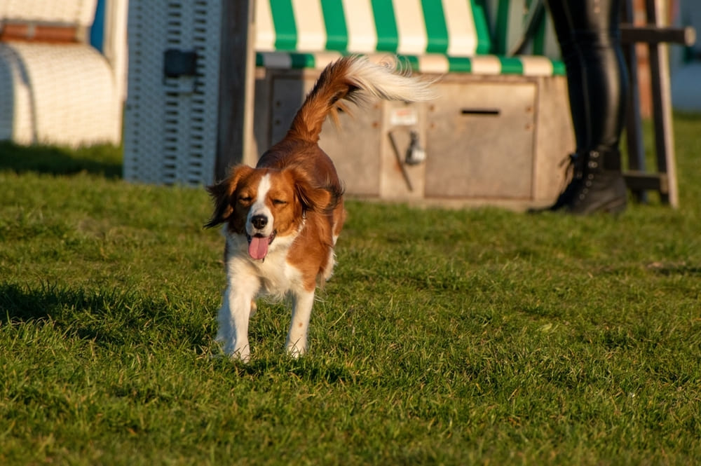 Коикерхондье быстро бежит по парку