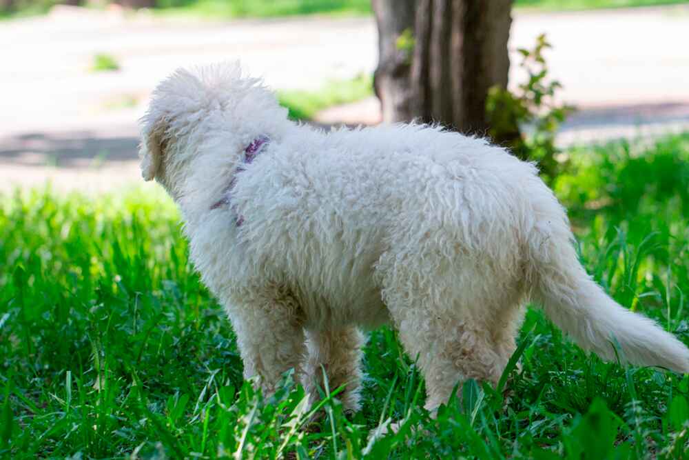 Портрет венгерской овчарки