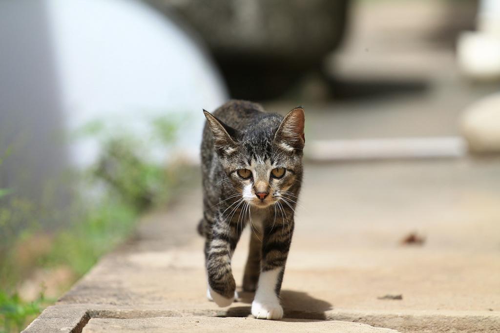 Почему кошки и коты уходят из дома