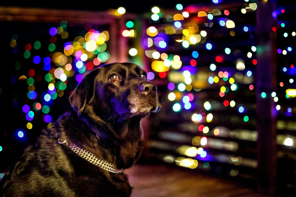 Черный прямошерстный ретривер