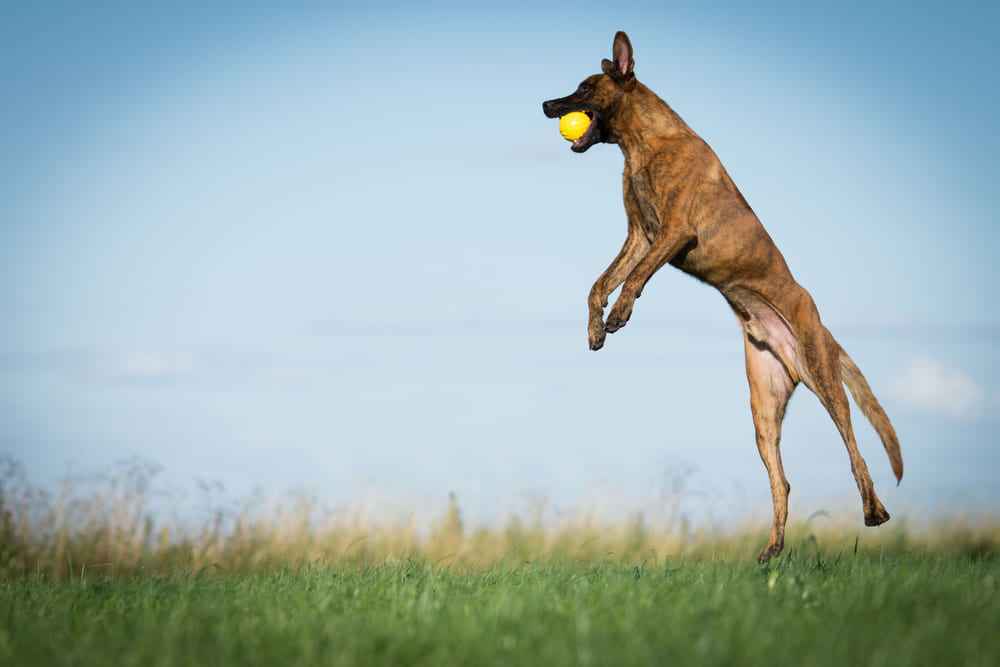 Хердер с мячом