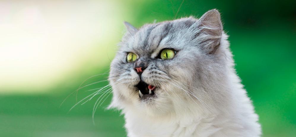 Почему кошка икает: норма и отклонения