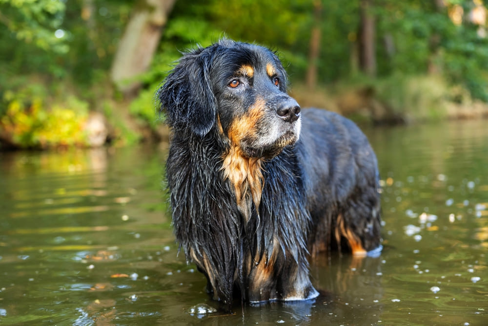 Ховаварт стоит в воде