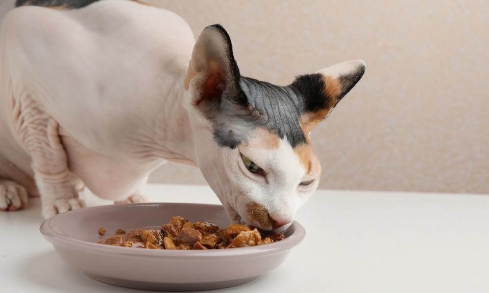 Чем кормить сфинкса – котенка и взрослую кошку