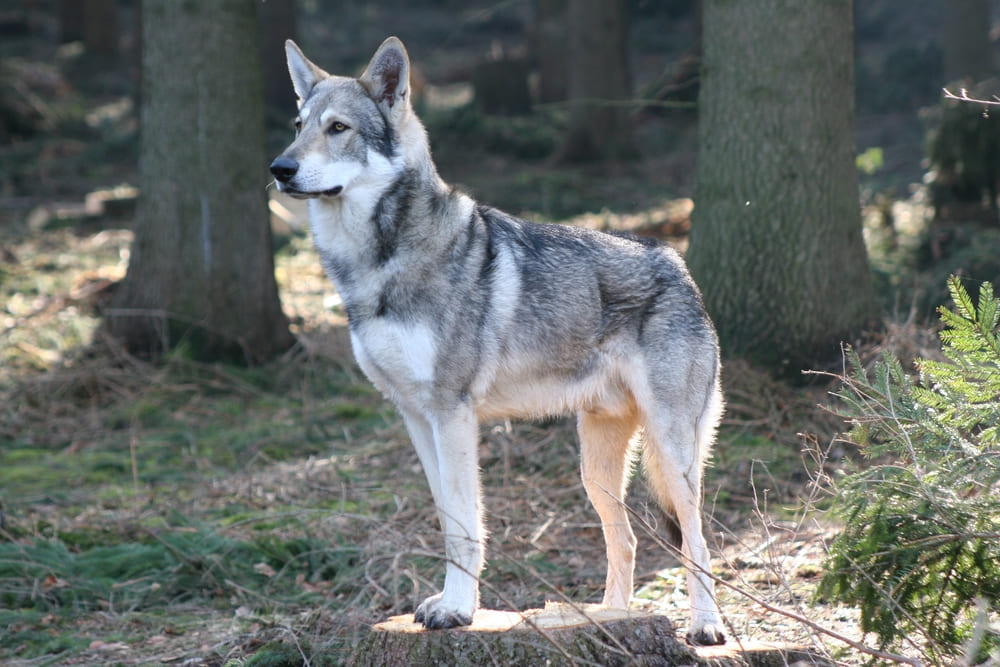 Волчья собака Сарлоса гуляет в лесу
