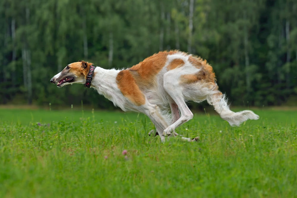 Русская борзая бежит с большой скоростью