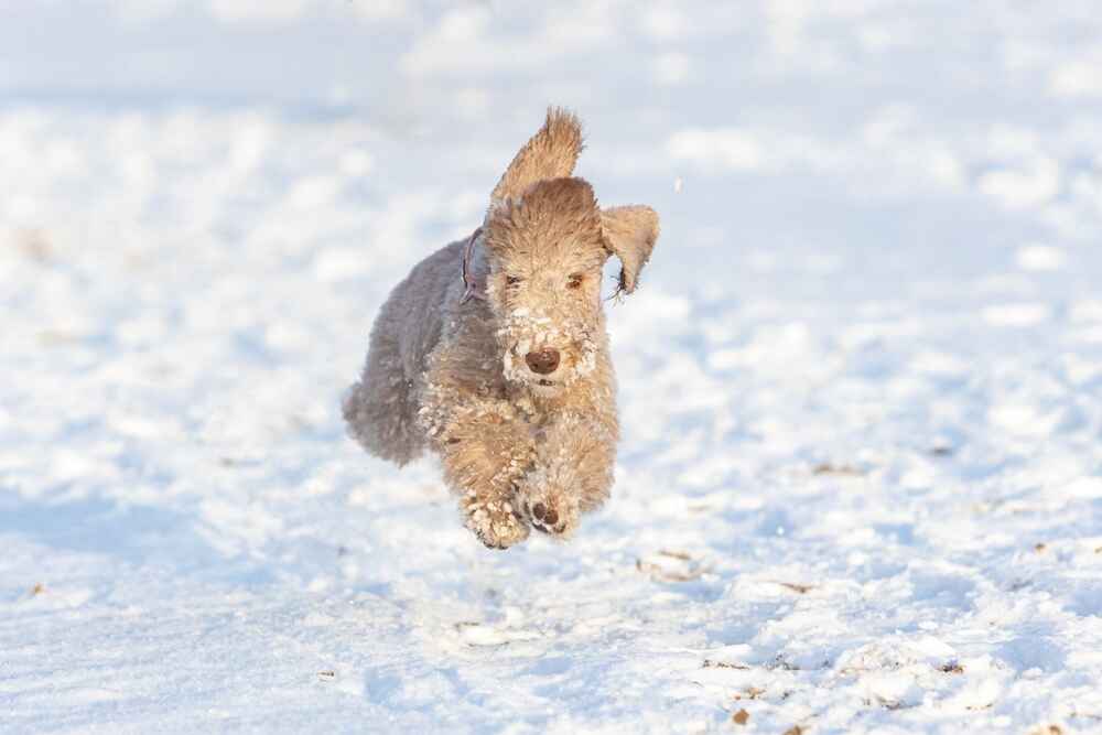 Щенок бедлингтон-терьера бежит