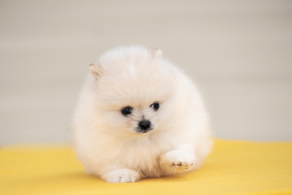 Белый шпиц, похожий на медвежонка