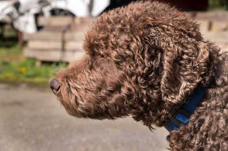 Голова барбета