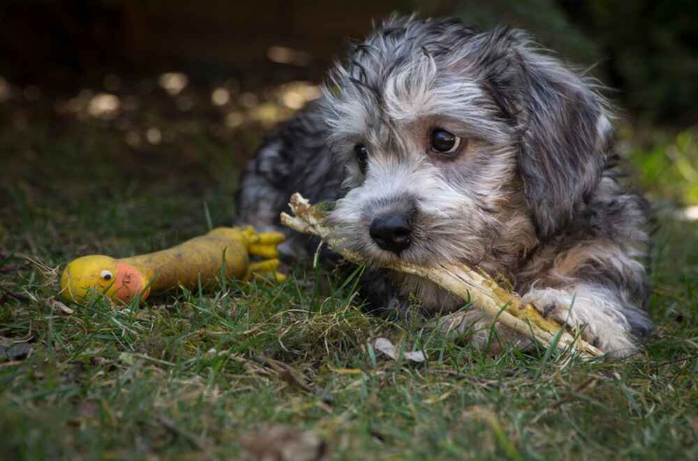 Маленький денди-динмонт-терьер