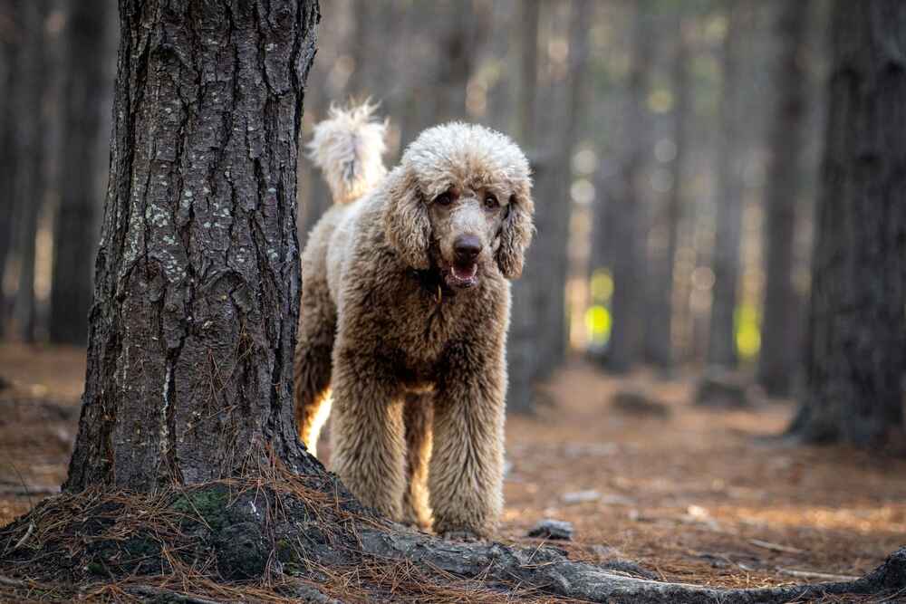 Пудель среди деревьев