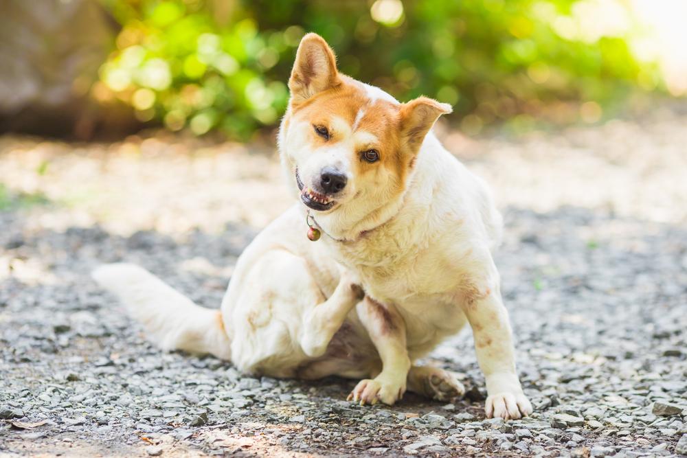 Как вывести блох у собак: причины появления паразитов и способы лечения