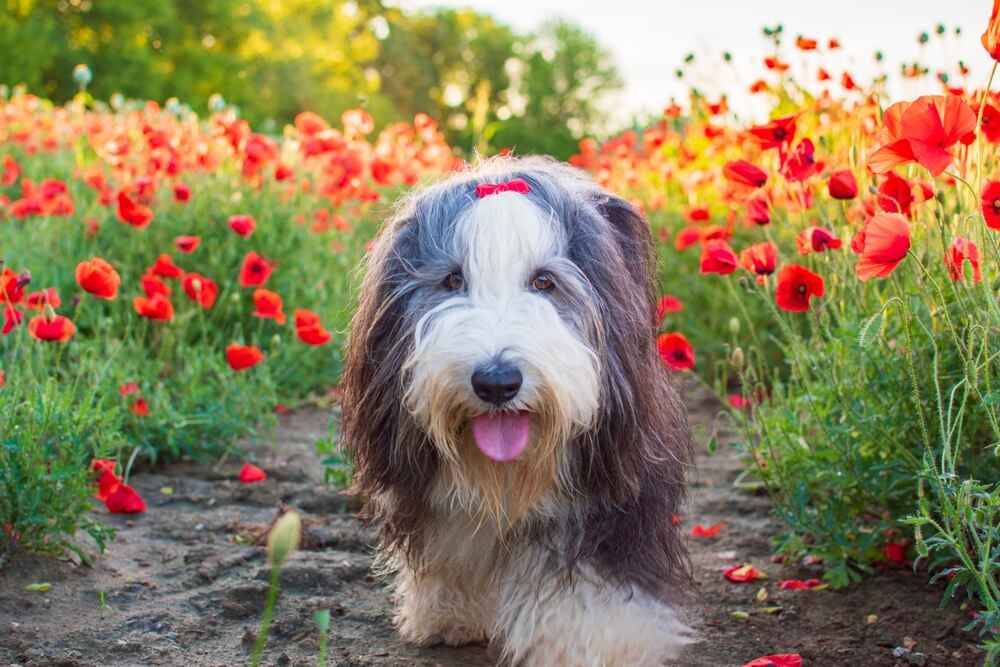 Очень красивый бородатый колли