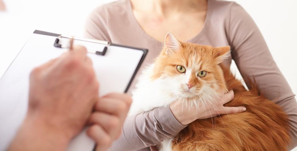 Повышенная амилаза в крови у кошек: причины, лечение, опасность