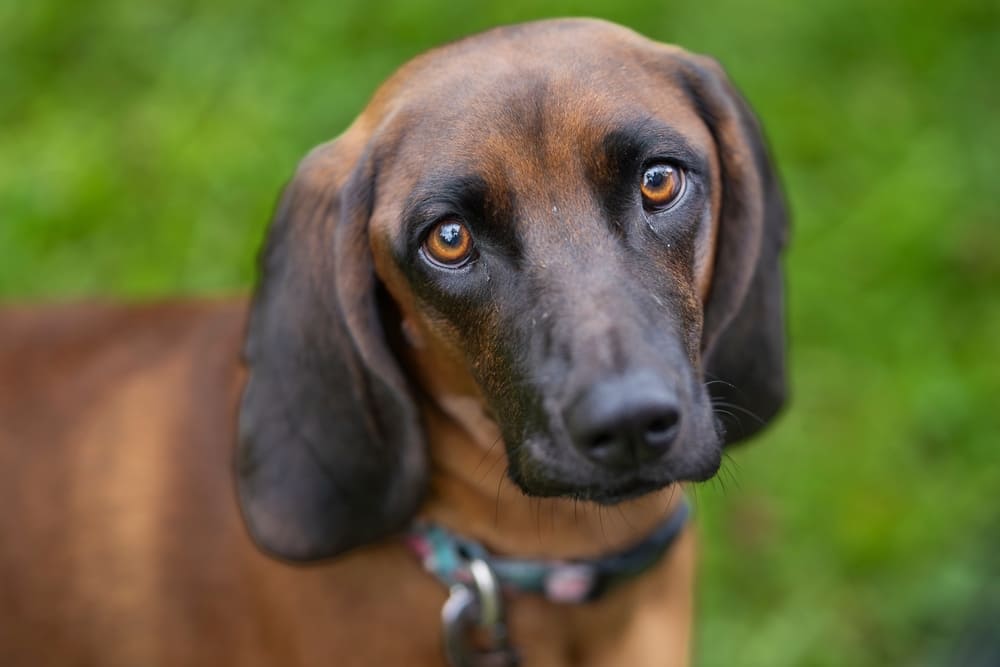 Баварская горная гончая смотрит в камеру