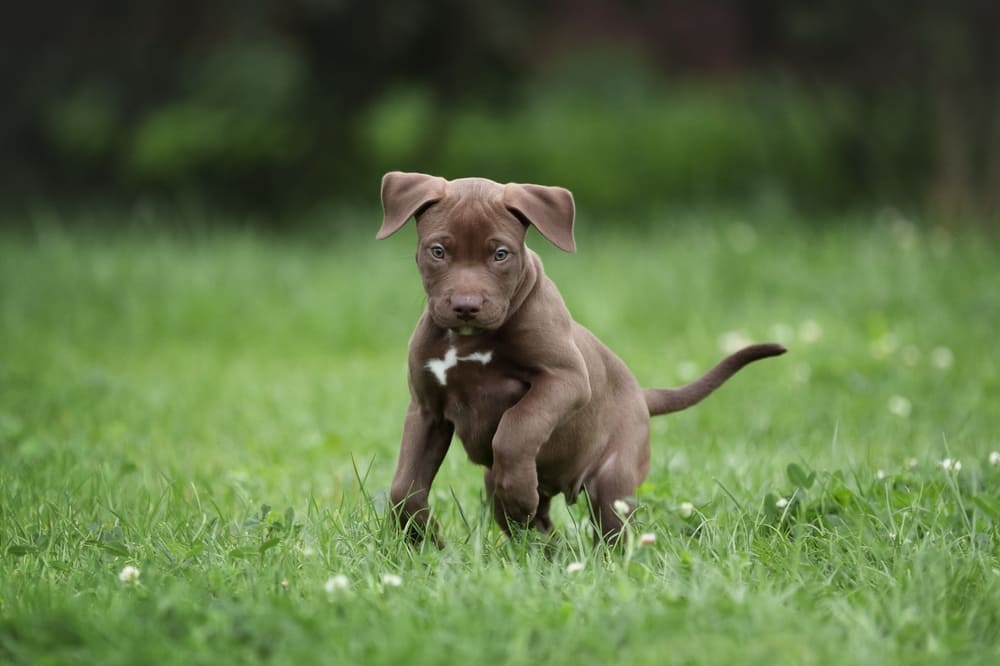 Собака американский питбуль