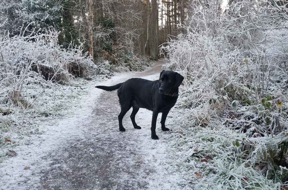 Это лабрадор