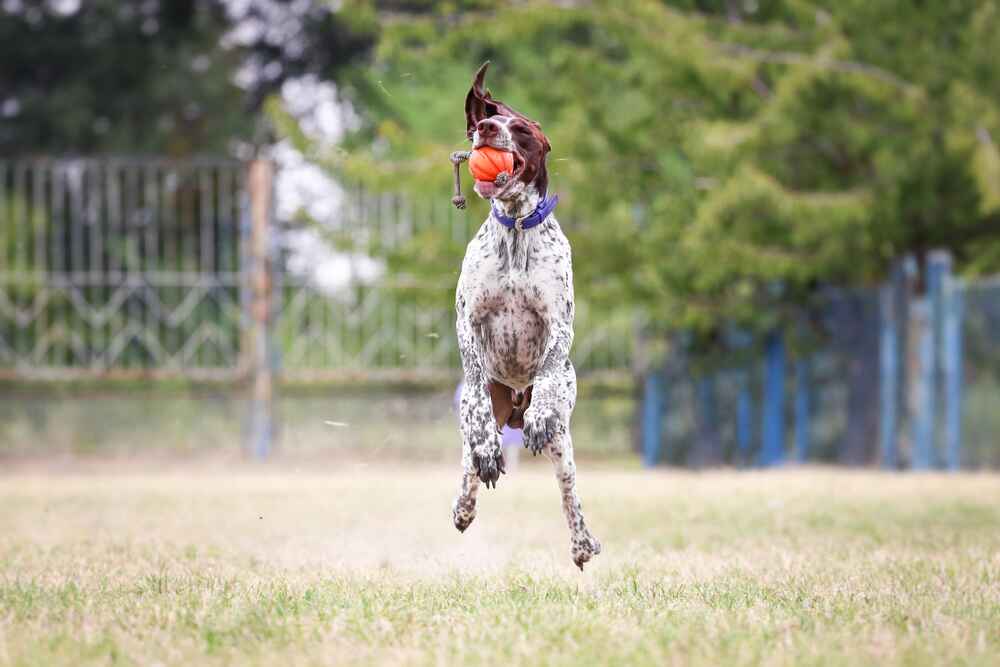 Изображениe — Курцхаар прыгает за мячом Курцхаар прыгает за мячом