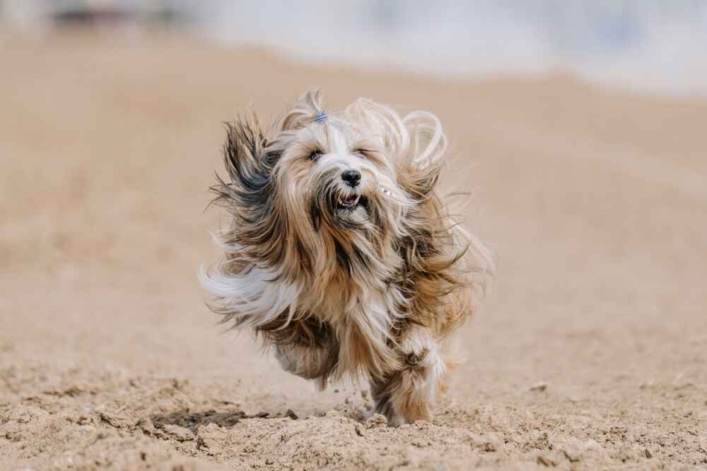 Тибетский терьер быстро бежит