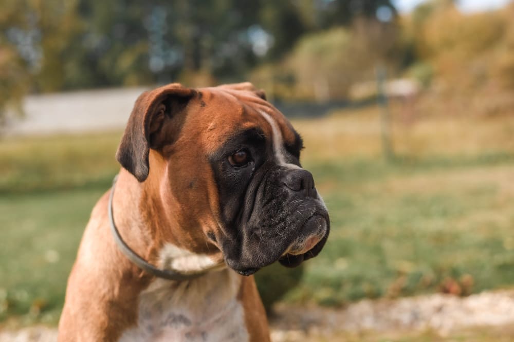 Морда немецкого боксера