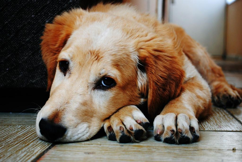 Мочекаменная болезнь у собак: как проявляется и можно ли вылечить
