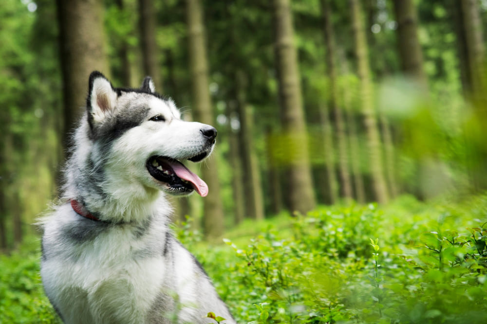 Аляскинский маламут в лесу