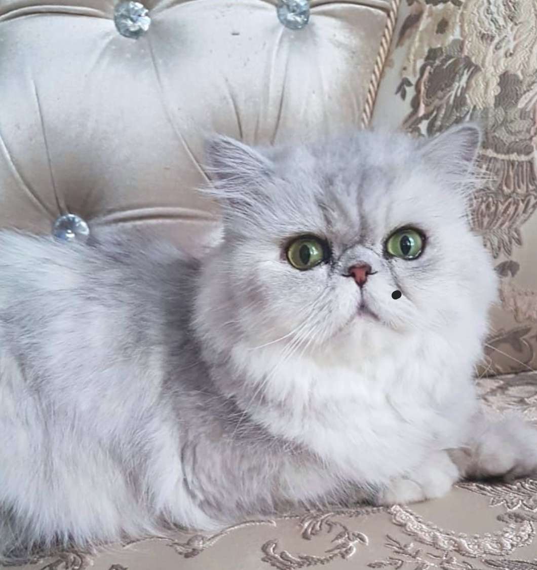Турецкая шиншилла кошка