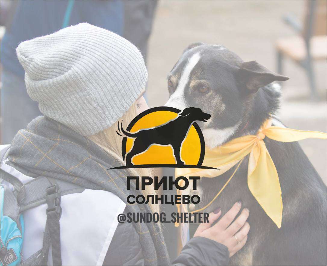 Муниципальный приют для собак Солнцево - приют на Kinpet