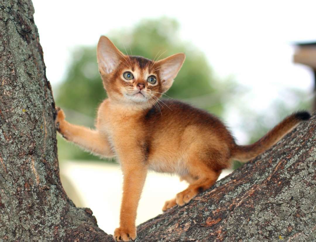 Abyssiner kattunge