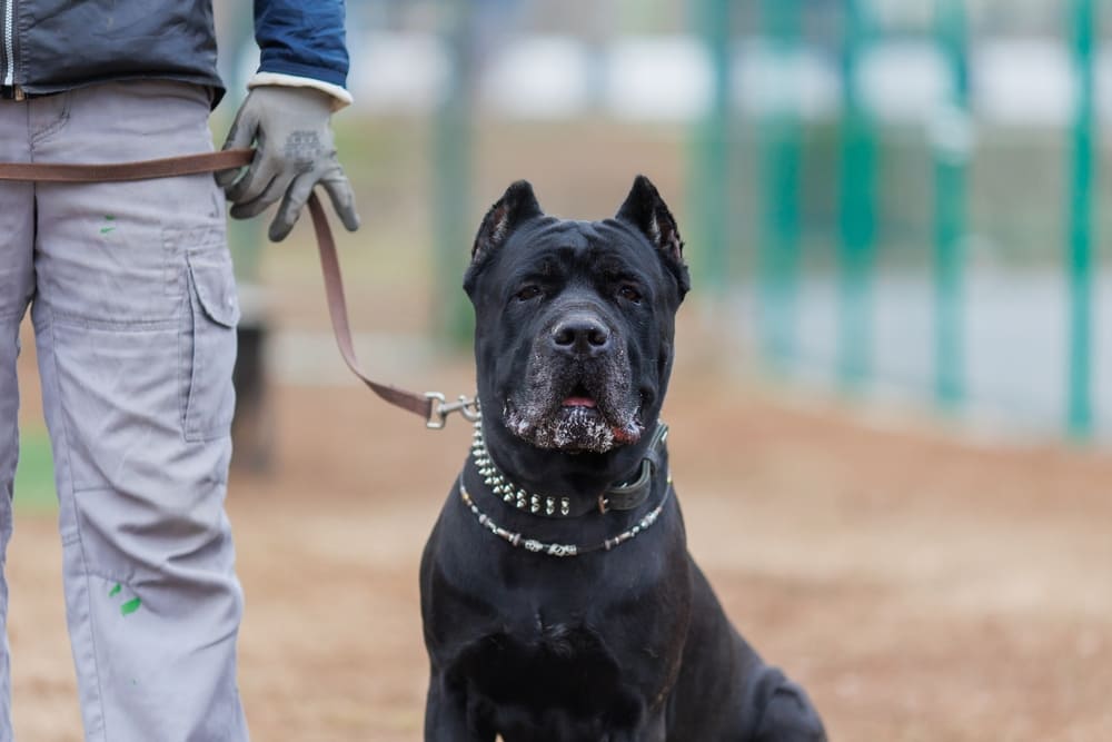 Течка у кане-корсо может не начинаться по графику