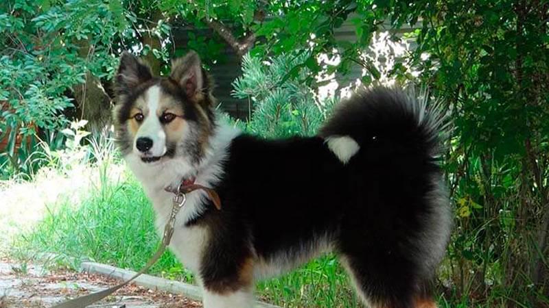 Темперамент ненецкой лайки