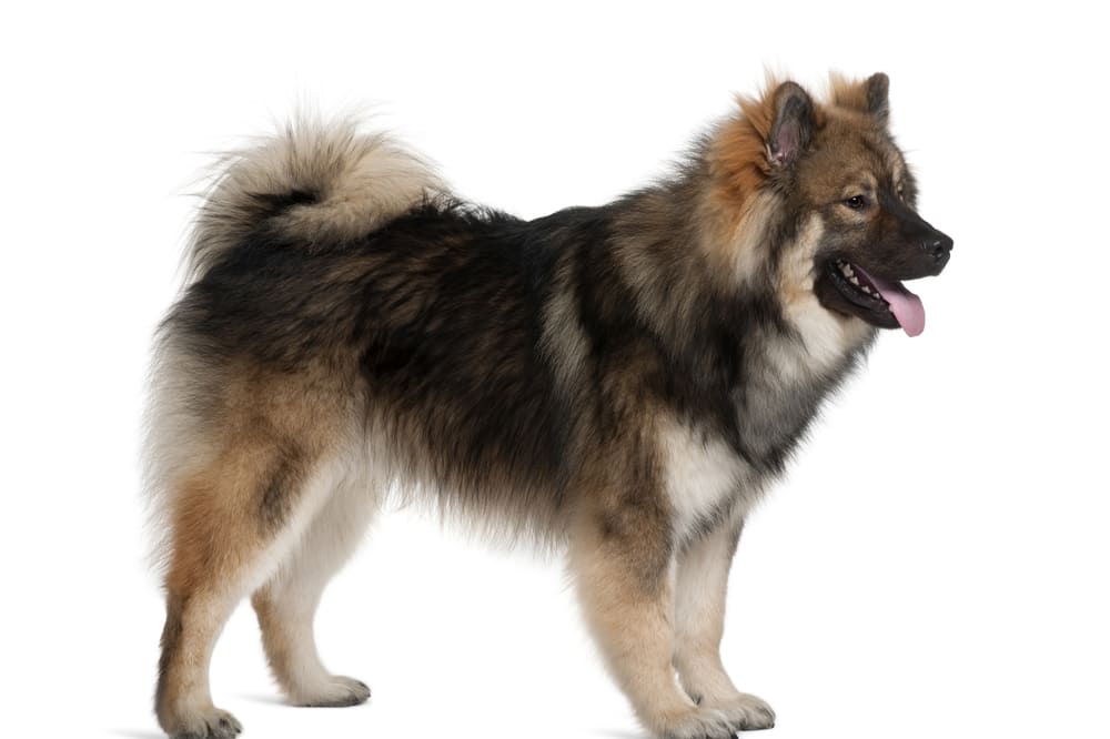 Евразиер нуждается в правильном уходе