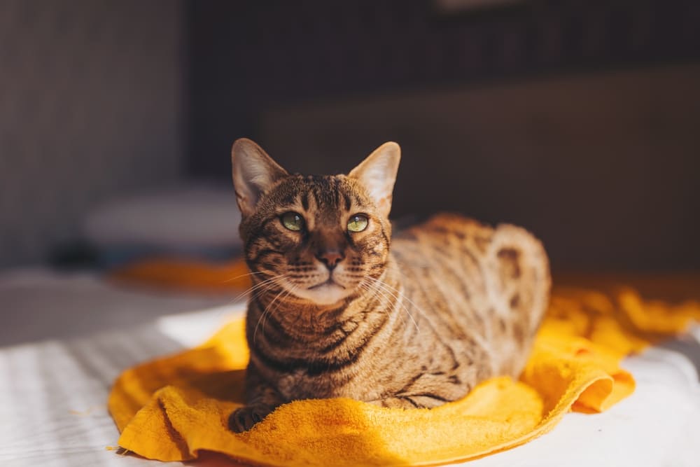 Вязать бенгальскую кошку нужно во время течки