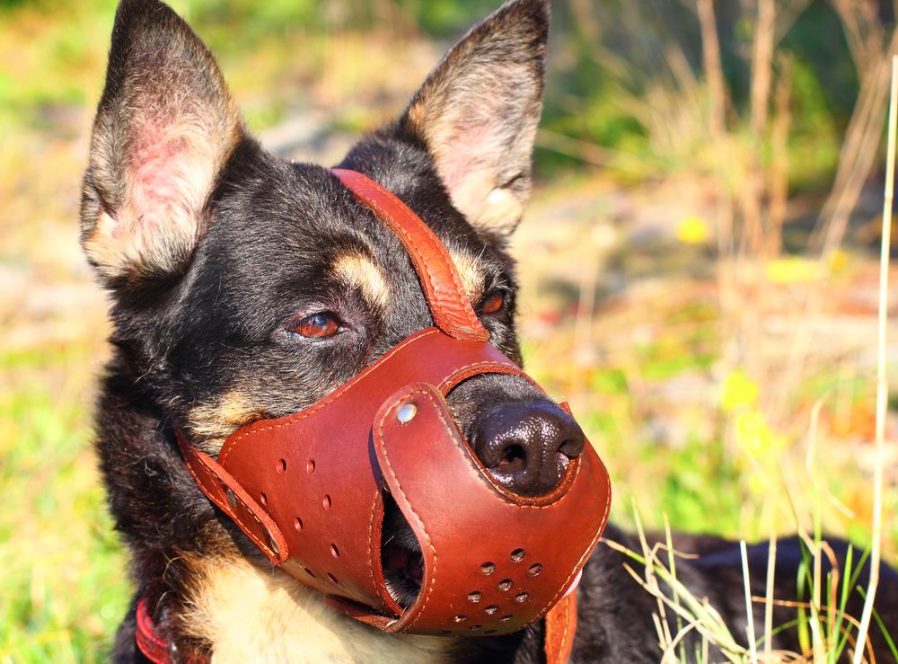 В каких случаях собаке требуется намордник В каких случаях собаке требуется намордник