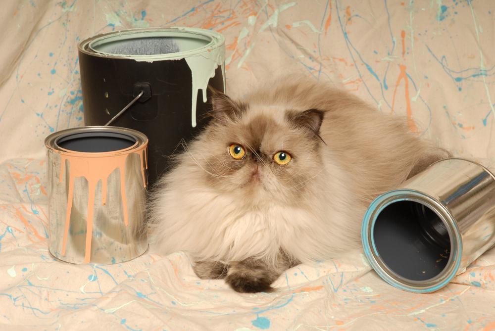 Воспитание гималайской кошки