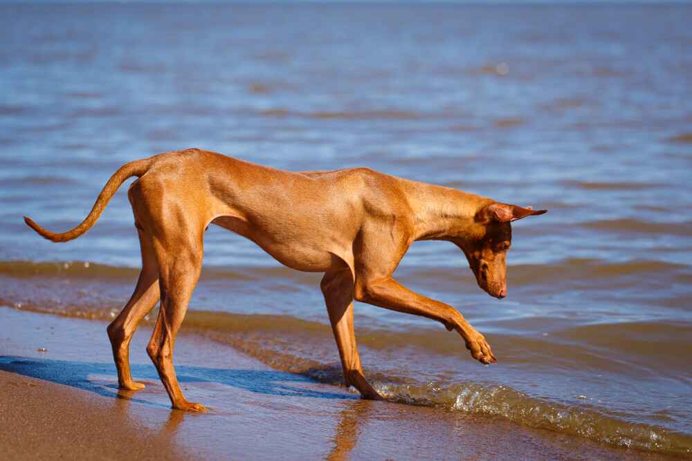 Чирнеко дель Этна у водоема