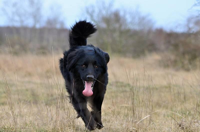 Породы собак, похожие на лабрадоров: ховаварт Породы собак, похожие на лабрадоров: ховаварт