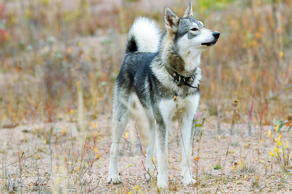 самые преданные породы собак: западносибирская лайка.jpg самые преданные породы собак: западносибирская лайка.jpg