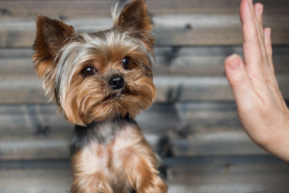 Особенности содержания йоркширского терьера