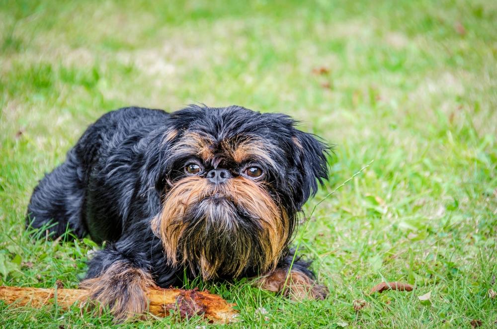 Воспитание бельгийского гриффона