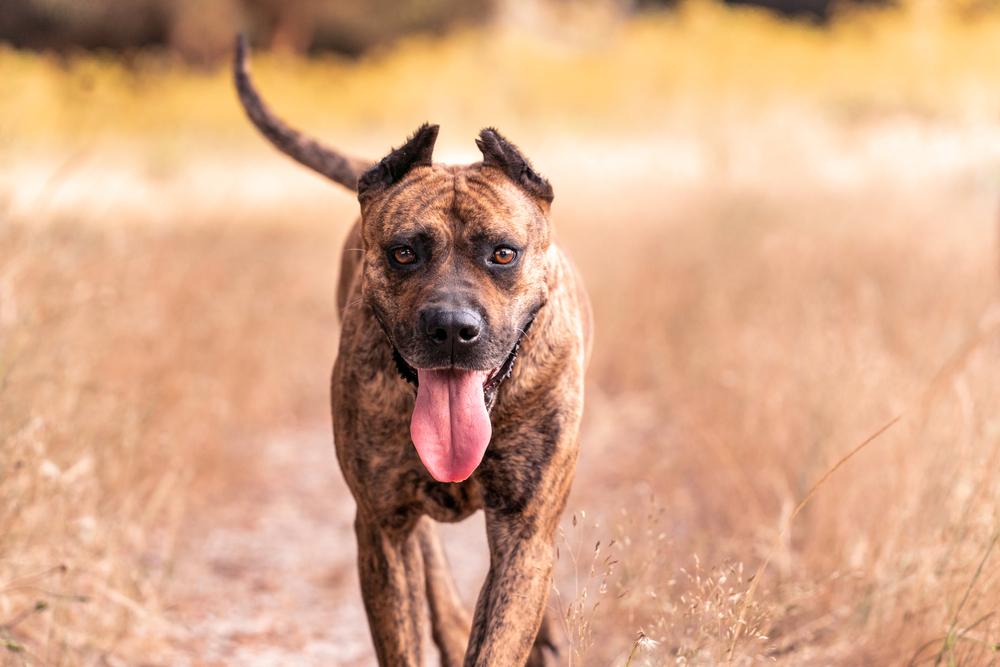 Характер аланской собаки