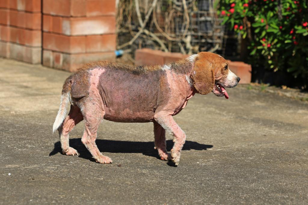 Таблетки от демодекоза у собак Таблетки от демодекоза у собак