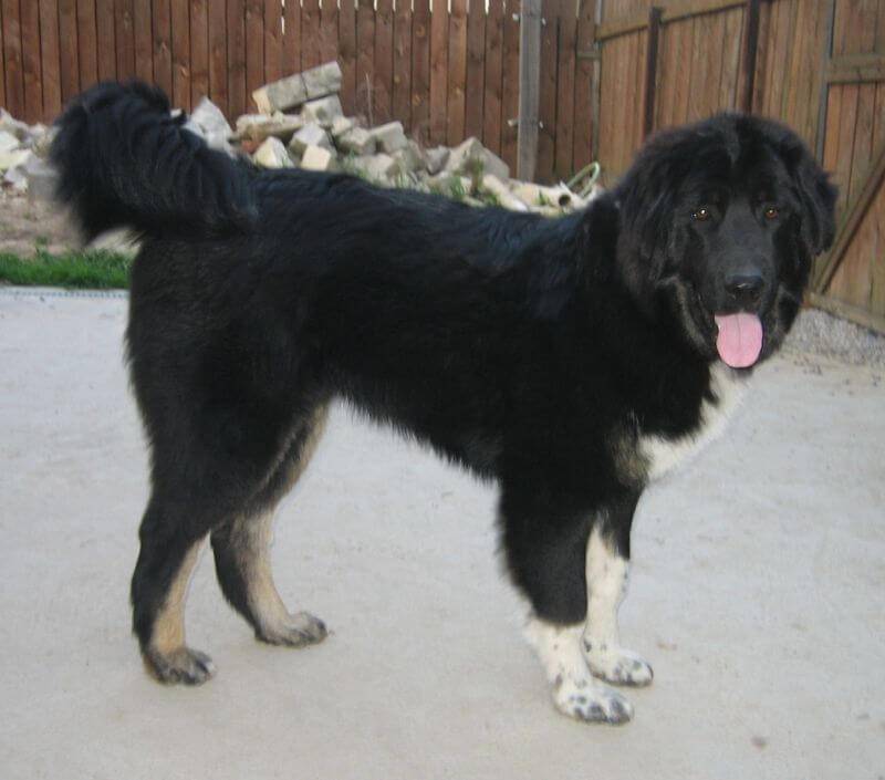 Внешность тувинской овчарки