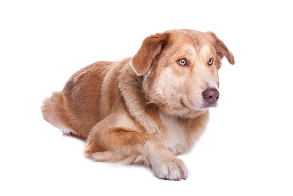 Уход и содержание аиди