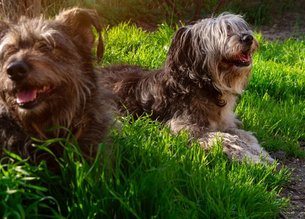 Темперамент польской низинной овчарки 