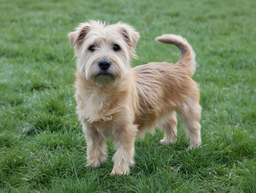 Так выглядит Глен оф Имаал терьер